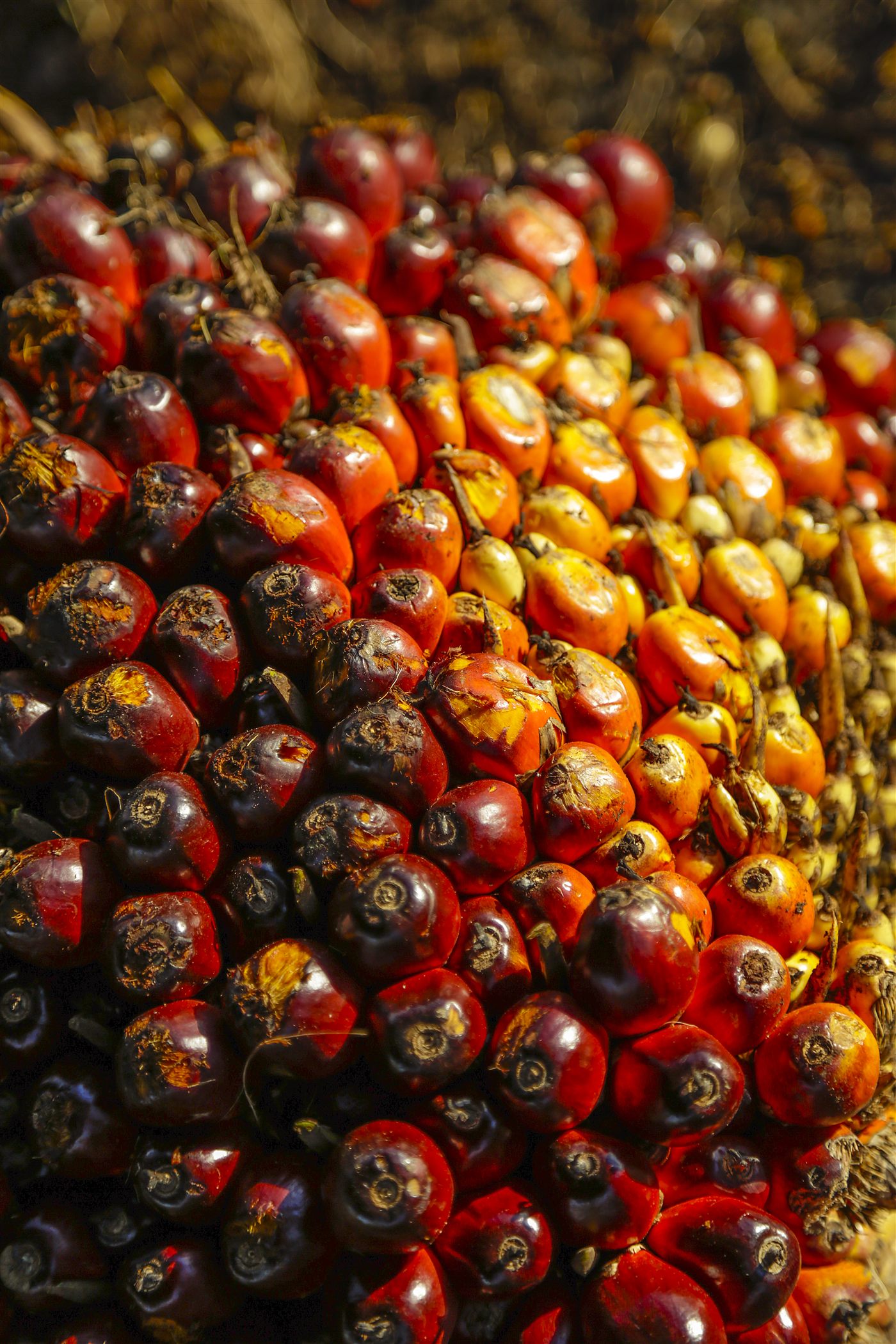 Kelapa Sawit CPO