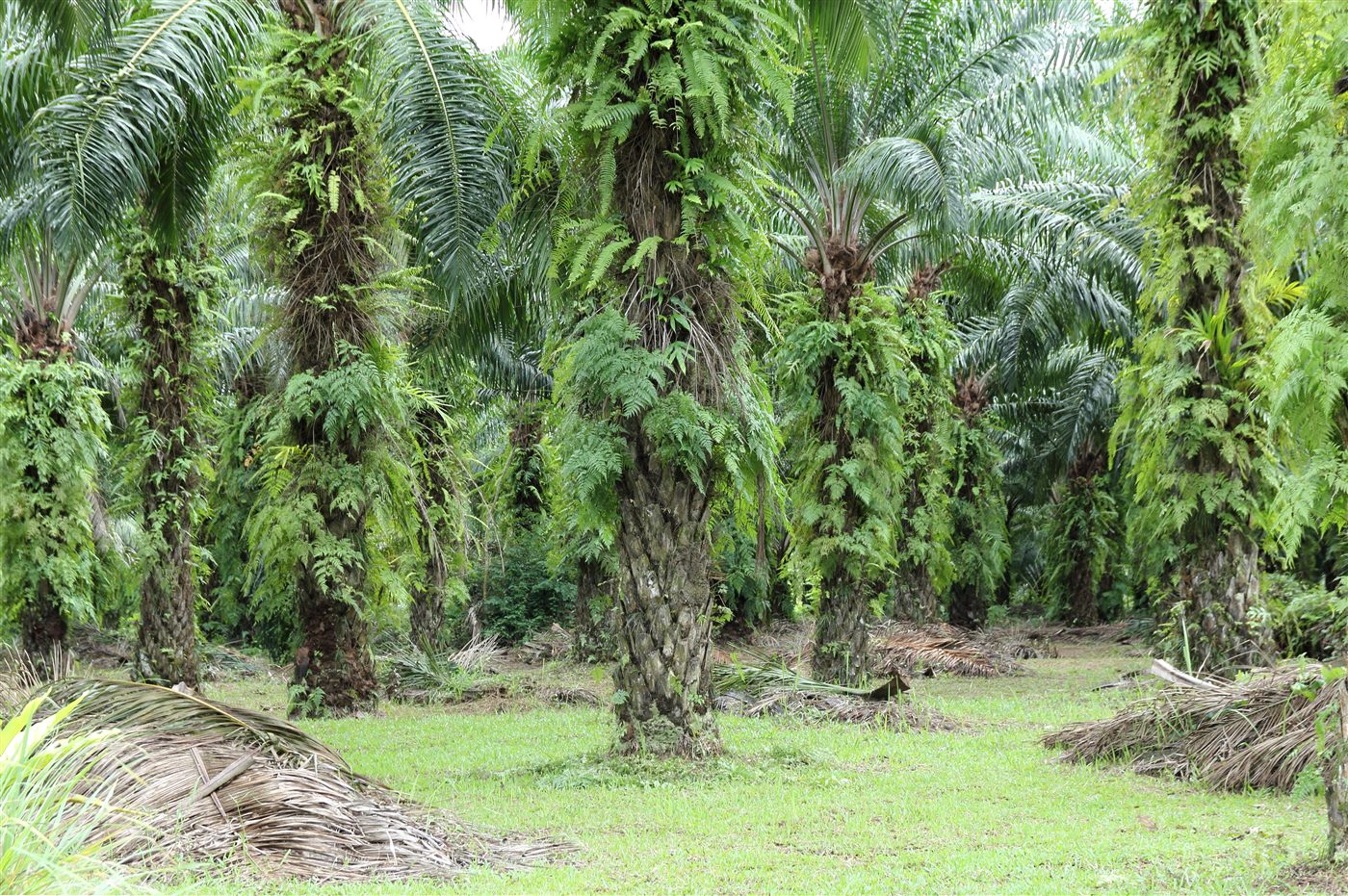 Perkebunan Kelapa Sawit